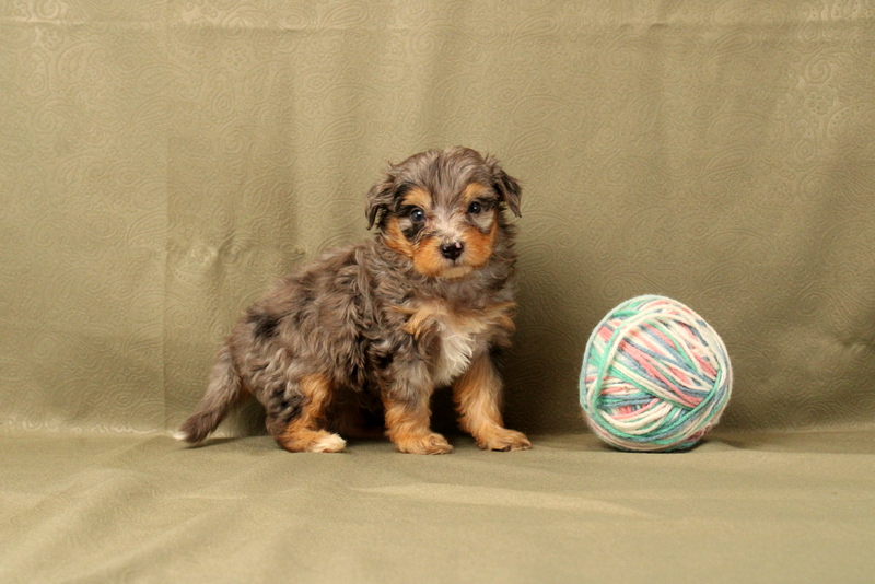puppy, for, sale, Mini Bernedoodle F2, Matthew B. Stoltzfus, dog, breeder, Gap, PA, dog-breeder, puppy-for-sale, forsale, nearby, find, puppyfind, locator, puppylocator, aca